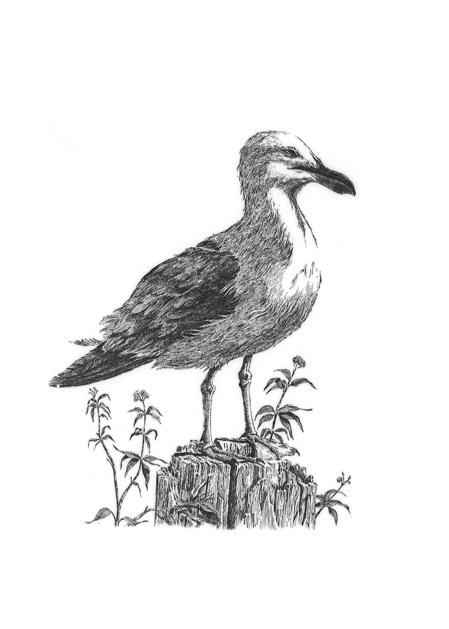 "Gull" Framed, Giclée Mini Print