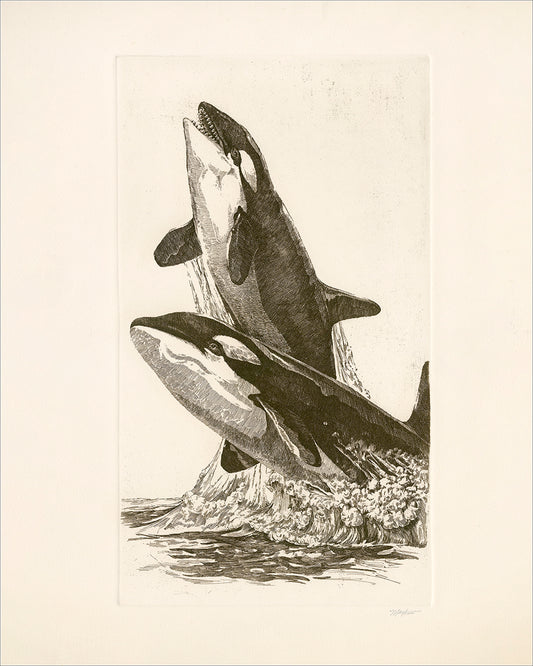 "Killer Whales" Giclée Print